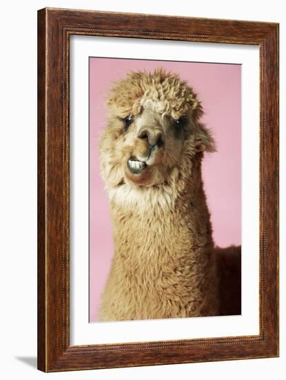 Alpaca on Pink Background, Close-Up of Head-null-Framed Photo