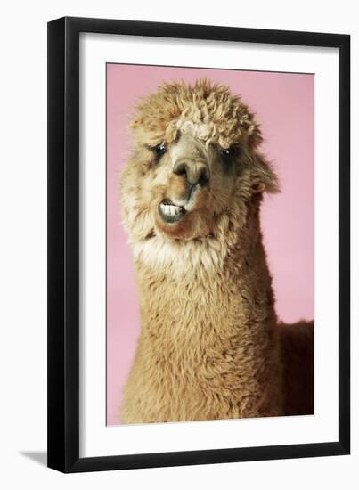 Alpaca on Pink Background, Close-Up of Head-null-Framed Photo