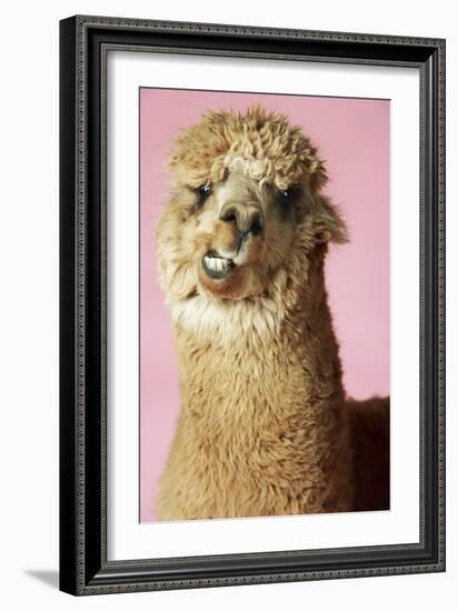 Alpaca on Pink Background, Close-Up of Head-null-Framed Photo