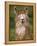 Alpaca Portrait, Altiplano, Bolivia-Pete Oxford-Framed Premier Image Canvas