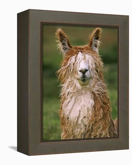 Alpaca Portrait, Altiplano, Bolivia-Pete Oxford-Framed Premier Image Canvas