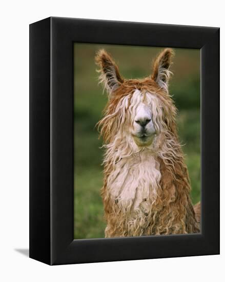 Alpaca Portrait, Altiplano, Bolivia-Pete Oxford-Framed Premier Image Canvas