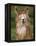 Alpaca Portrait, Altiplano, Bolivia-Pete Oxford-Framed Premier Image Canvas