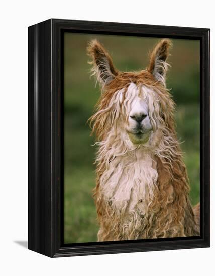 Alpaca Portrait, Altiplano, Bolivia-Pete Oxford-Framed Premier Image Canvas