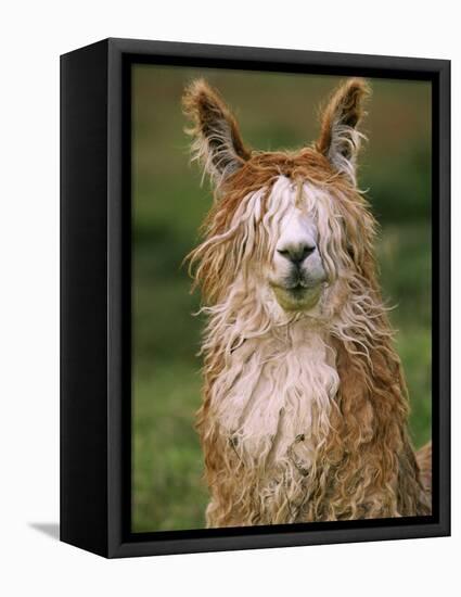 Alpaca Portrait, Altiplano, Bolivia-Pete Oxford-Framed Premier Image Canvas