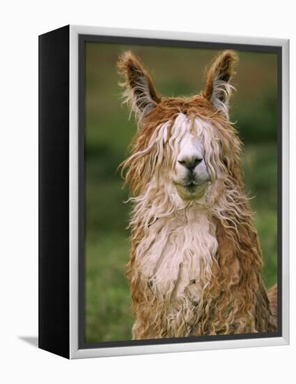 Alpaca Portrait, Altiplano, Bolivia-Pete Oxford-Framed Premier Image Canvas