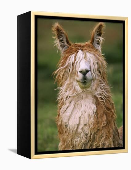 Alpaca Portrait, Altiplano, Bolivia-Pete Oxford-Framed Premier Image Canvas