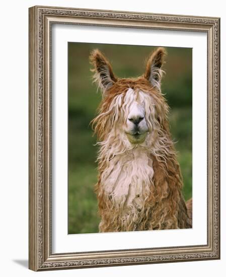 Alpaca Portrait, Altiplano, Bolivia-Pete Oxford-Framed Photographic Print