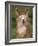 Alpaca Portrait, Altiplano, Bolivia-Pete Oxford-Framed Photographic Print