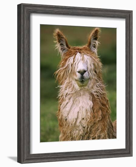 Alpaca Portrait, Altiplano, Bolivia-Pete Oxford-Framed Photographic Print