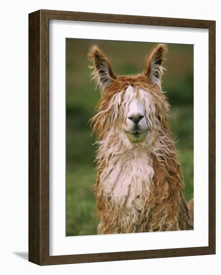 Alpaca Portrait, Altiplano, Bolivia-Pete Oxford-Framed Photographic Print