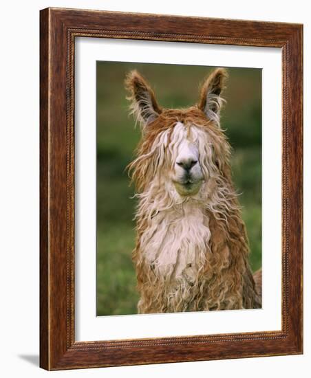 Alpaca Portrait, Altiplano, Bolivia-Pete Oxford-Framed Photographic Print