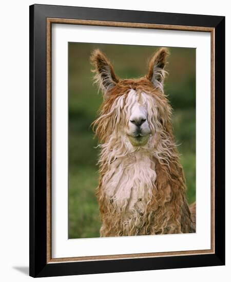 Alpaca Portrait, Altiplano, Bolivia-Pete Oxford-Framed Photographic Print