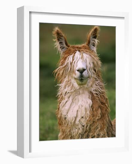 Alpaca Portrait, Altiplano, Bolivia-Pete Oxford-Framed Photographic Print