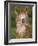 Alpaca Portrait, Altiplano, Bolivia-Pete Oxford-Framed Photographic Print