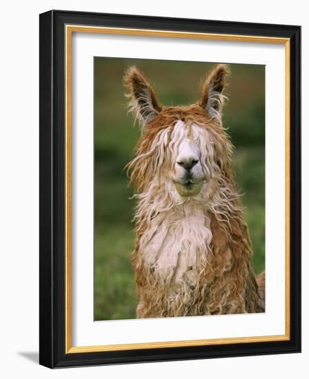 Alpaca Portrait, Altiplano, Bolivia-Pete Oxford-Framed Photographic Print