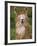 Alpaca Portrait, Altiplano, Bolivia-Pete Oxford-Framed Photographic Print