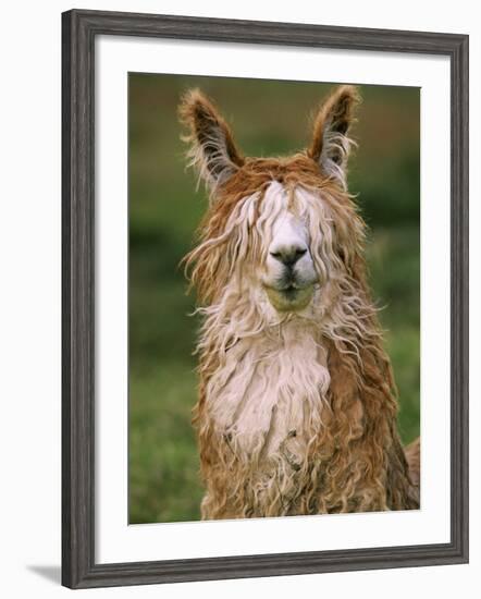 Alpaca Portrait, Altiplano, Bolivia-Pete Oxford-Framed Photographic Print