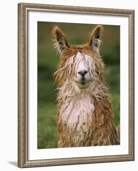 Alpaca Portrait, Altiplano, Bolivia-Pete Oxford-Framed Photographic Print