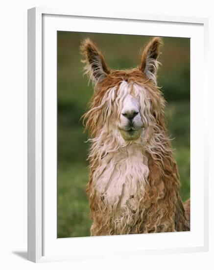 Alpaca Portrait, Altiplano, Bolivia-Pete Oxford-Framed Photographic Print