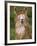 Alpaca Portrait, Altiplano, Bolivia-Pete Oxford-Framed Photographic Print