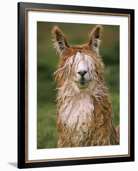 Alpaca Portrait, Altiplano, Bolivia-Pete Oxford-Framed Photographic Print