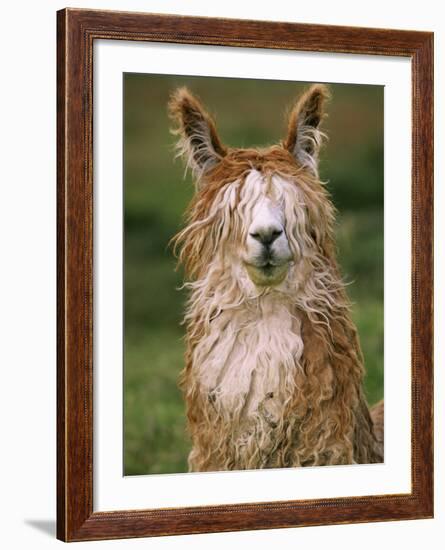 Alpaca Portrait, Altiplano, Bolivia-Pete Oxford-Framed Photographic Print