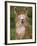 Alpaca Portrait, Altiplano, Bolivia-Pete Oxford-Framed Photographic Print