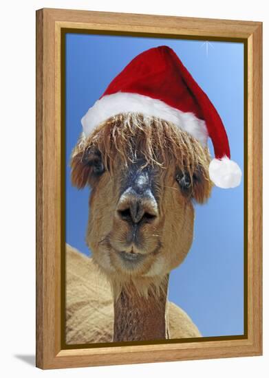 Alpaca Wearing Christmas Hat-null-Framed Premier Image Canvas