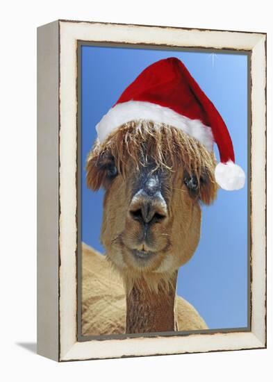 Alpaca Wearing Christmas Hat-null-Framed Premier Image Canvas