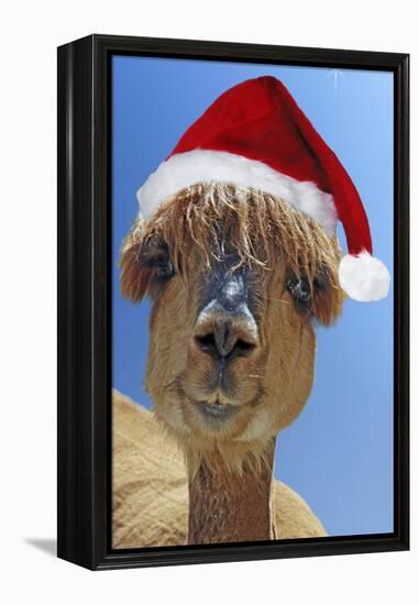 Alpaca Wearing Christmas Hat-null-Framed Premier Image Canvas