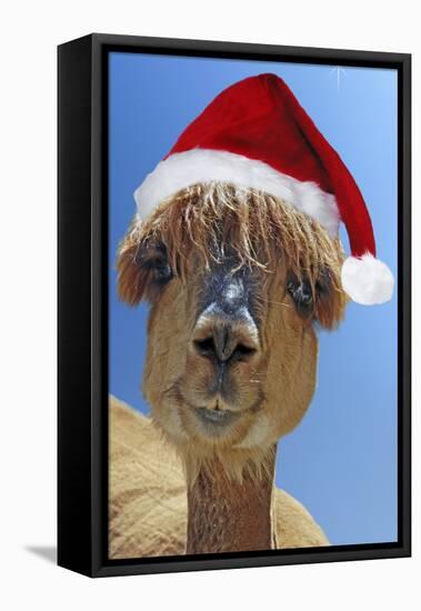 Alpaca Wearing Christmas Hat-null-Framed Premier Image Canvas