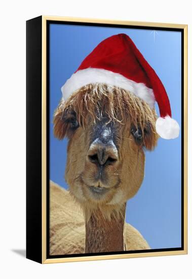 Alpaca Wearing Christmas Hat-null-Framed Premier Image Canvas