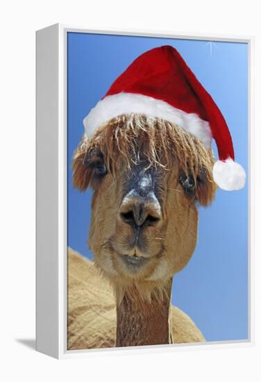 Alpaca Wearing Christmas Hat-null-Framed Premier Image Canvas