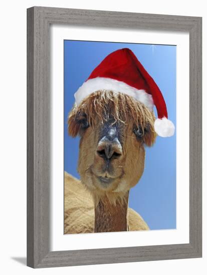 Alpaca Wearing Christmas Hat-null-Framed Photographic Print