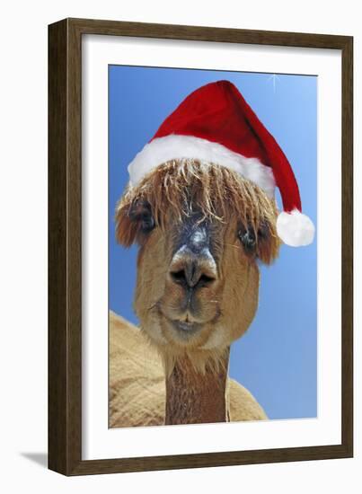 Alpaca Wearing Christmas Hat-null-Framed Photographic Print