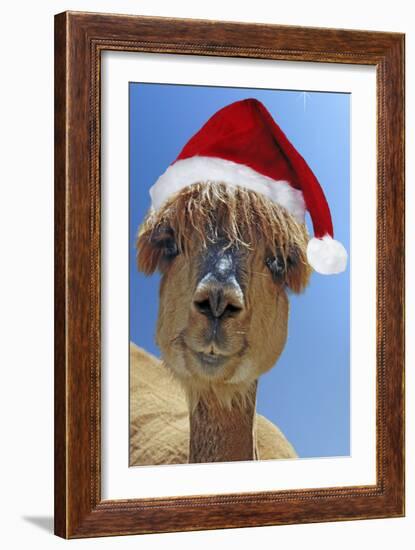 Alpaca Wearing Christmas Hat-null-Framed Photographic Print