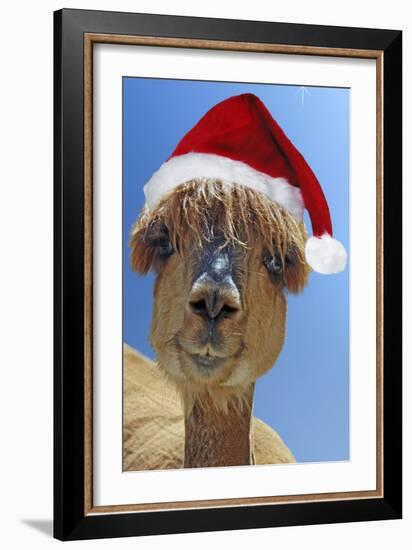 Alpaca Wearing Christmas Hat-null-Framed Photographic Print