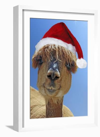 Alpaca Wearing Christmas Hat-null-Framed Photographic Print