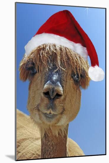 Alpaca Wearing Christmas Hat-null-Mounted Photographic Print