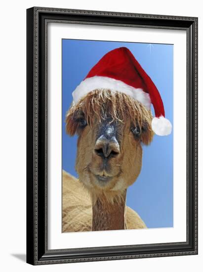 Alpaca Wearing Christmas Hat-null-Framed Photographic Print