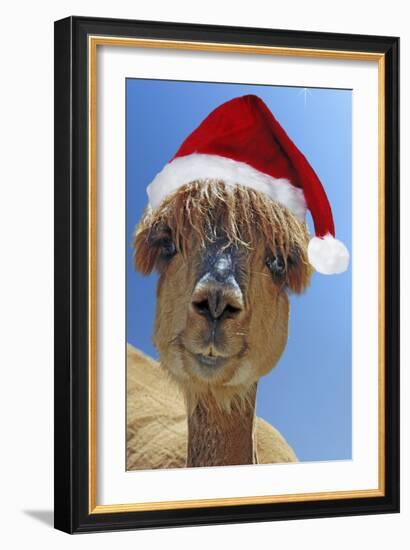 Alpaca Wearing Christmas Hat-null-Framed Photographic Print