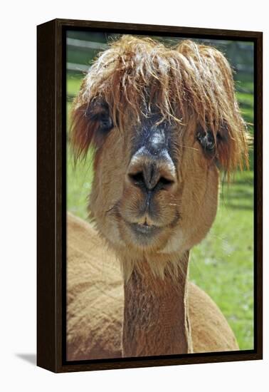 Alpaca-null-Framed Premier Image Canvas