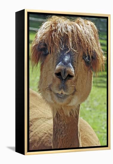 Alpaca-null-Framed Premier Image Canvas