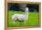 Alpaca-Lakeview Images-Framed Premier Image Canvas