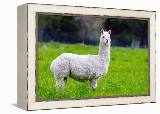 Alpaca-Lakeview Images-Framed Premier Image Canvas