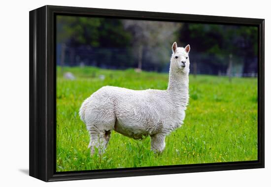 Alpaca-Lakeview Images-Framed Premier Image Canvas