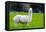 Alpaca-Lakeview Images-Framed Premier Image Canvas