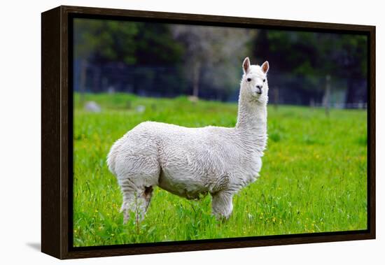 Alpaca-Lakeview Images-Framed Premier Image Canvas