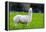 Alpaca-Lakeview Images-Framed Premier Image Canvas